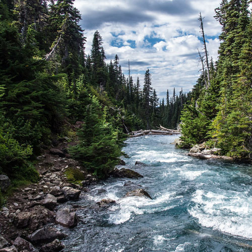 river in forest